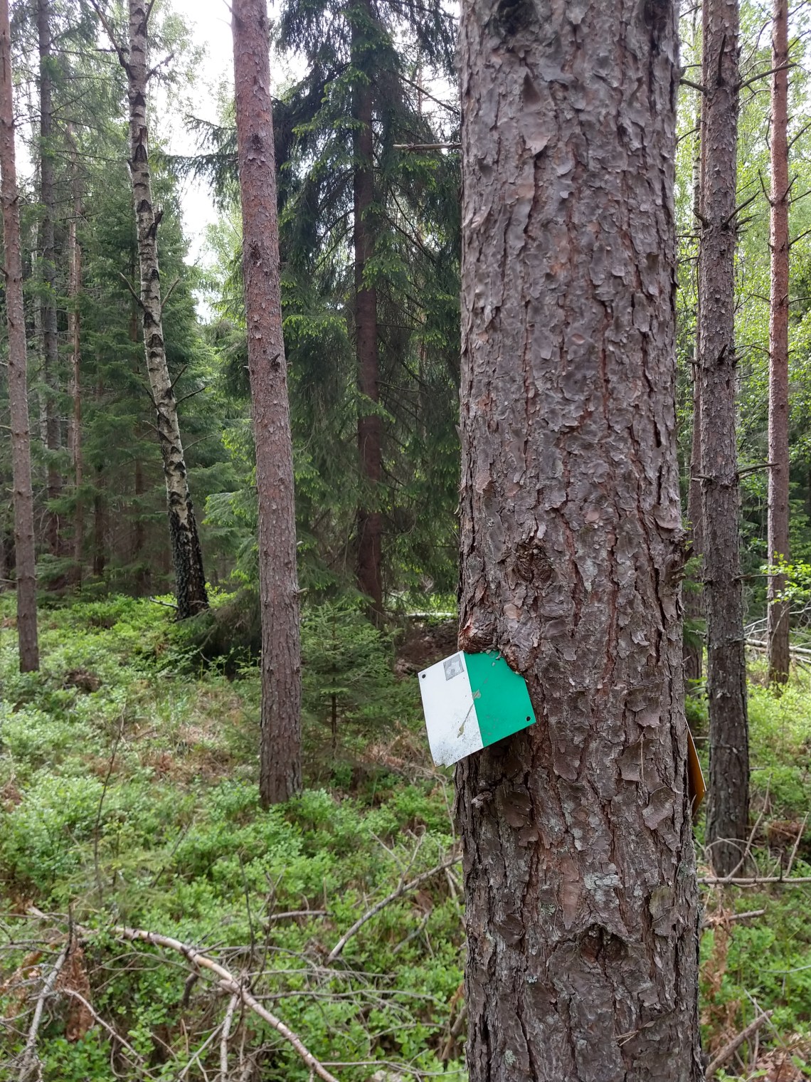 IMG_20190530_142057361_HDR